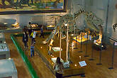 Музей естественной истории в Улан-Баторе, кости динозавров здесь