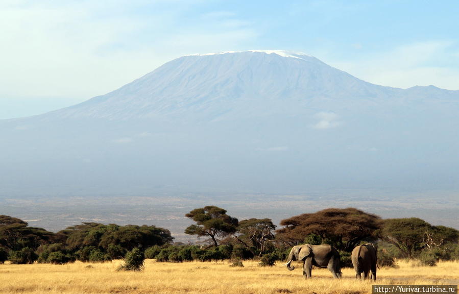 Слоны под Килиманджаро