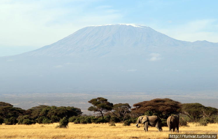 Слоны под Килиманджаро