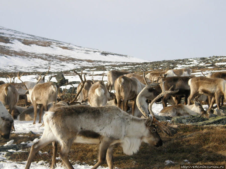 Жертвенный олень Ямало-Ненецкий автономный округ, Россия