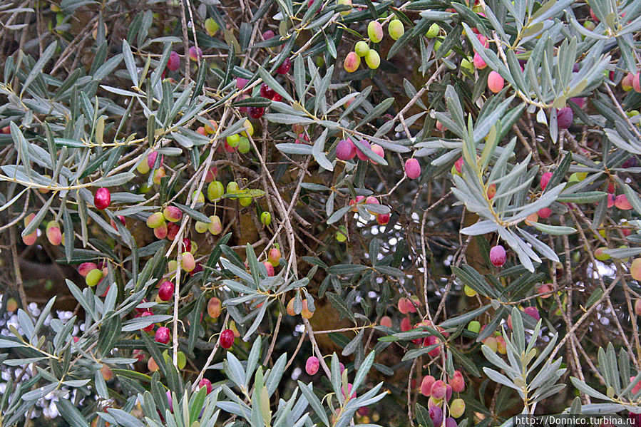 А когда на дереве, то не менее красиво.