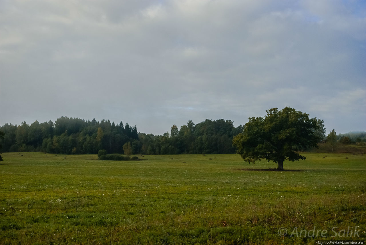 В лесу до рассвета Сигулда, Латвия