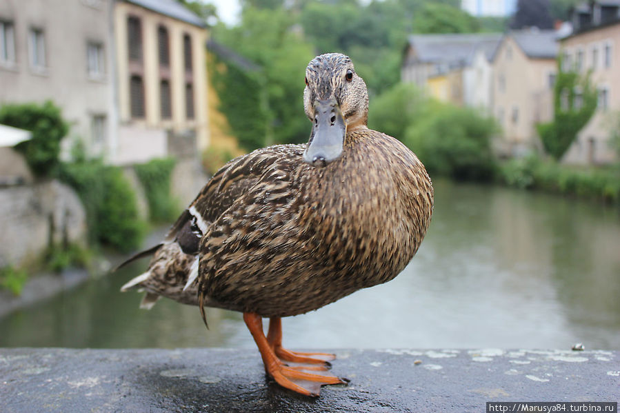 Люксембург Люксембург