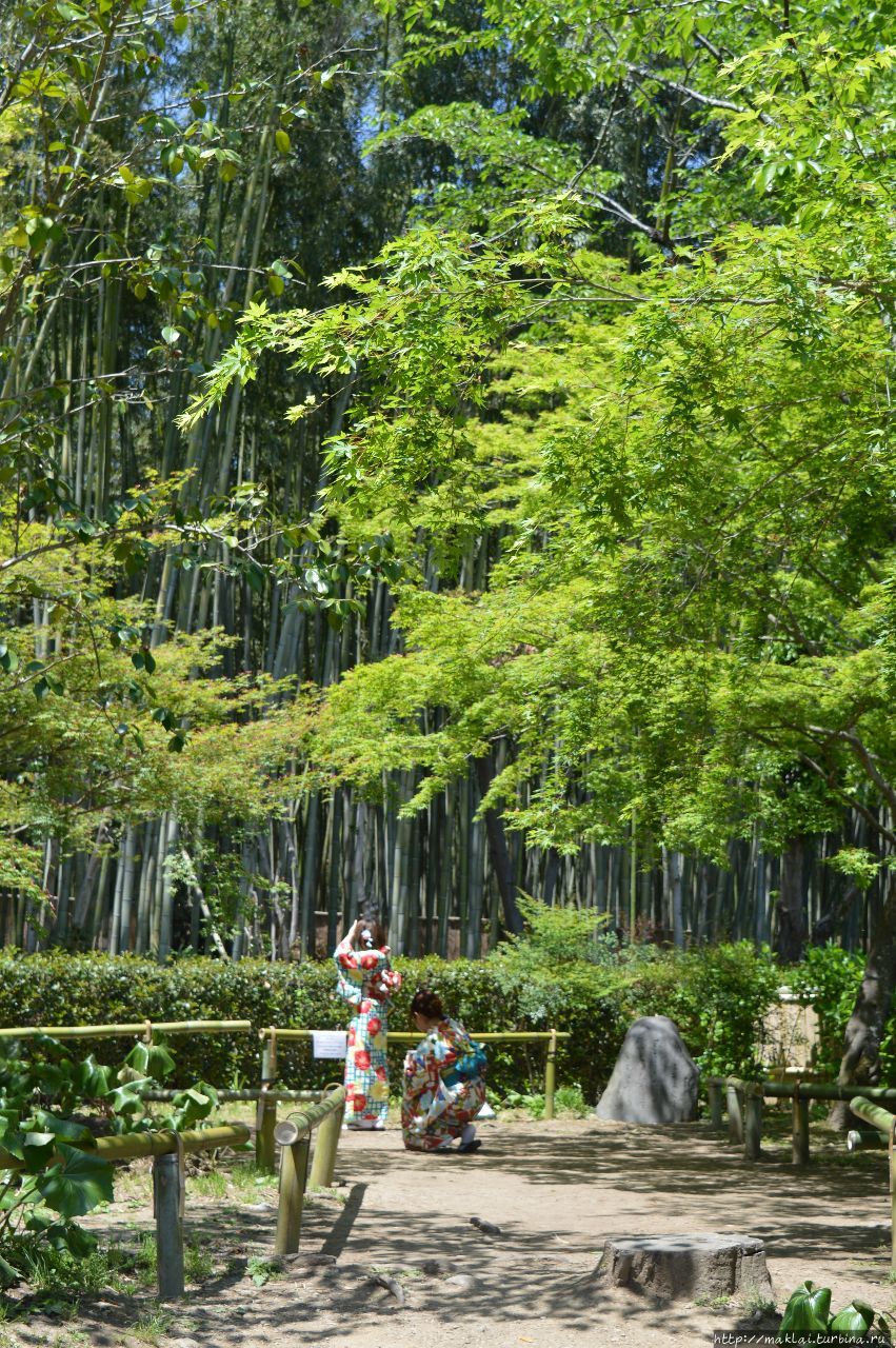 Арасияма. Бамбук, ещё бамбук Киото, Япония