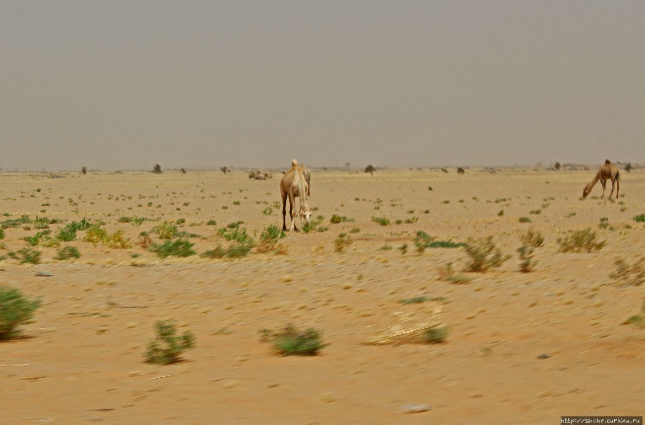 Мавританские картинки. Проезжаем по области Ардар Область Адрар, Мавритания