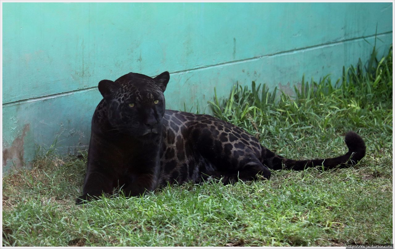 Зоопарк Лимы. Перу Лима, Перу