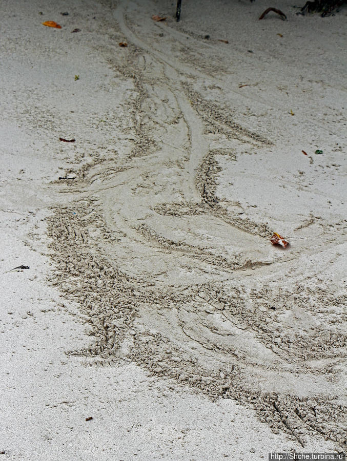 такие прикольные следы оставляют ленивые игуаны ( это те, которым лень поднять свое брюхо) Пуэрто-Айора, остров Санта-Крус, Эквадор