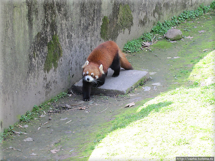 Рыжая панда Шанхай, Китай