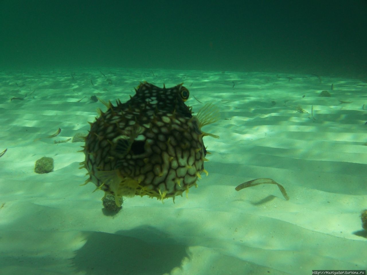 Подводный мир багам, рыба Фугу Лукайя, Багамские острова