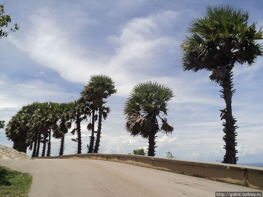 Дорога с пальмами вдоль смотровой площадки. Пхукет, Таиланд