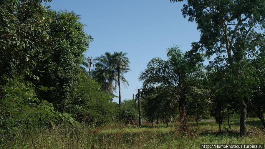 Мангры и термитники Брикама, Гамбия