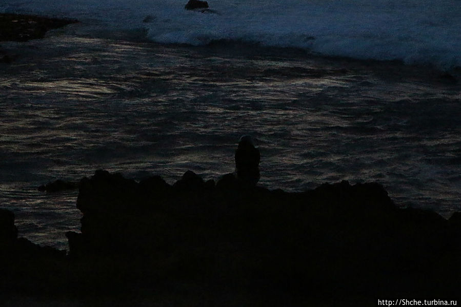 возвращаясь к машине увидали одинокий женский силуэт  на фоне темного моря... Каена Поинт Парк Штата, остров Оаху, CША