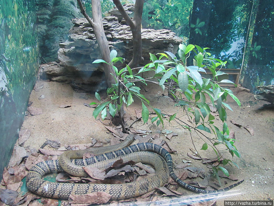 Зоопарк Гуанджоу.Продолжение знакомства. Гуанчжоу, Китай