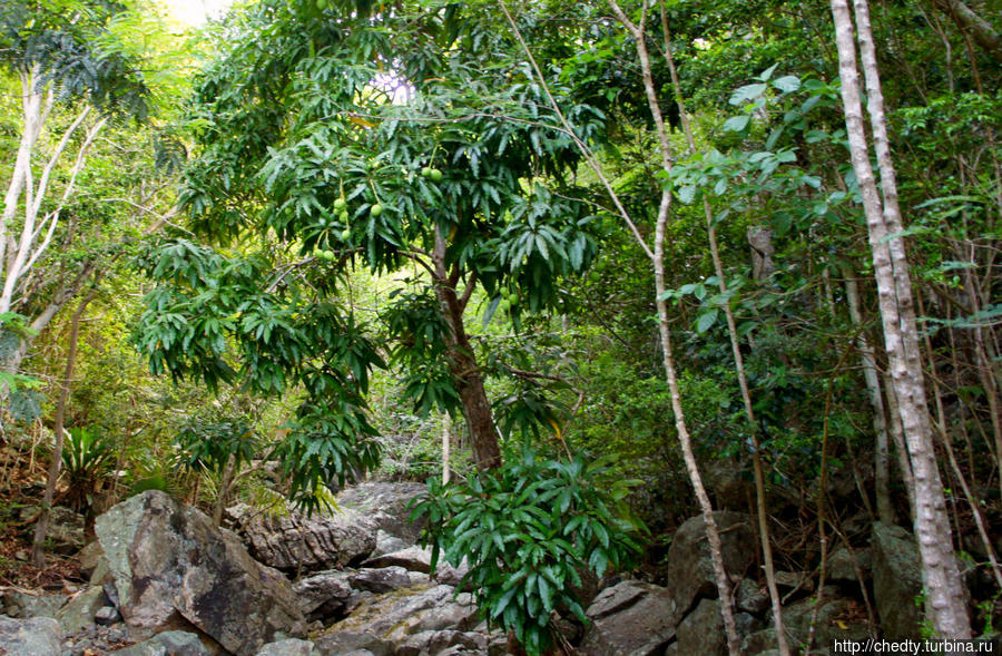 Тропинки в джунглях. Баттери Гат