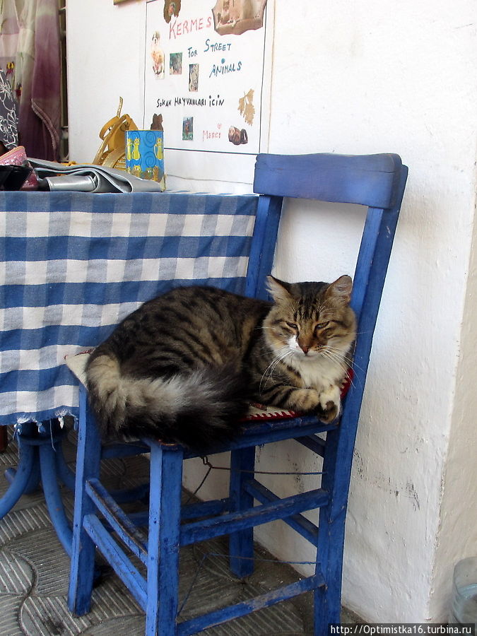 Коты и кошки Мармариса. И немного собак Мармарис, Турция