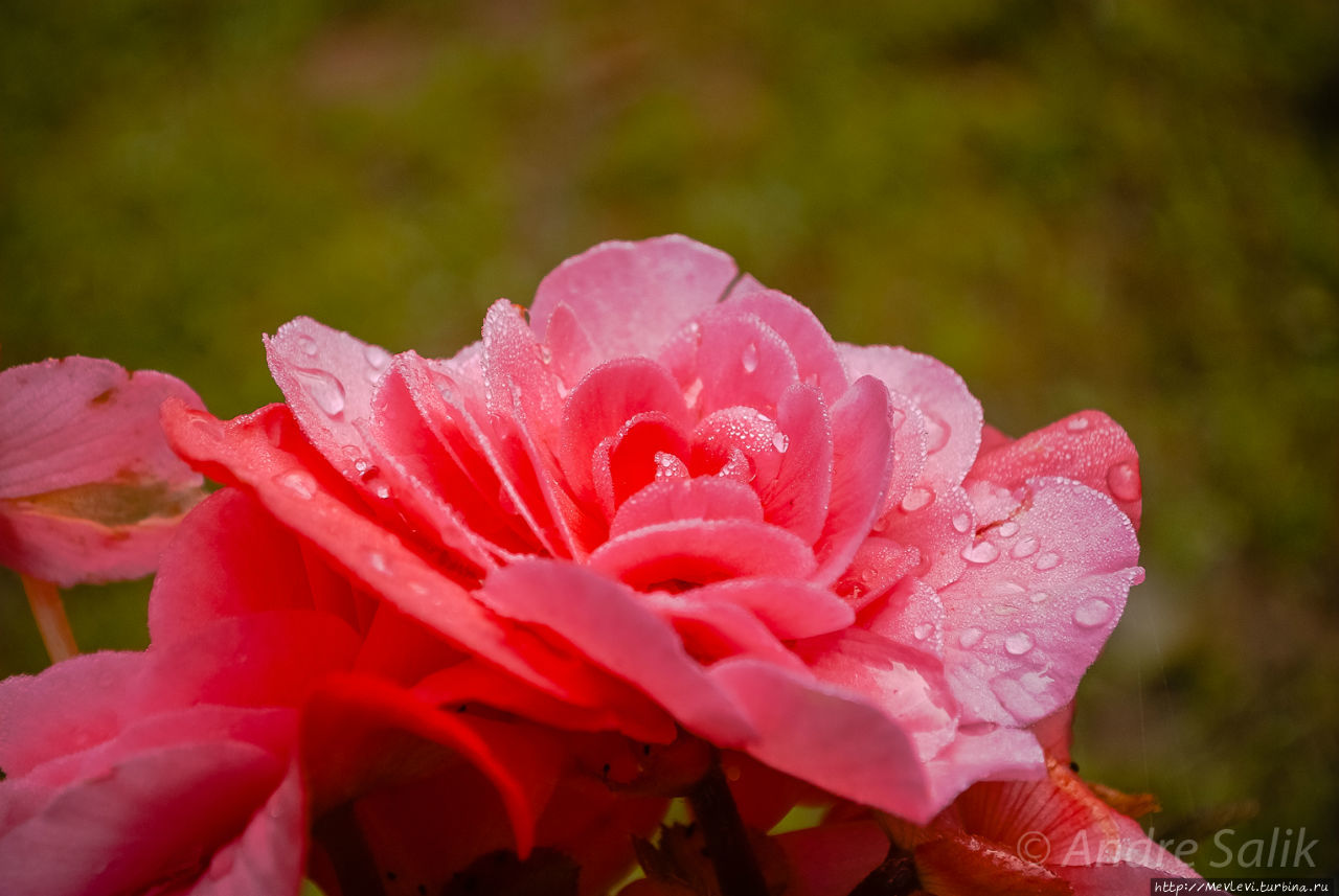 Тропа вокруг МЕЛЬНИЦЫ ИЕРИКИ Цесис, Латвия