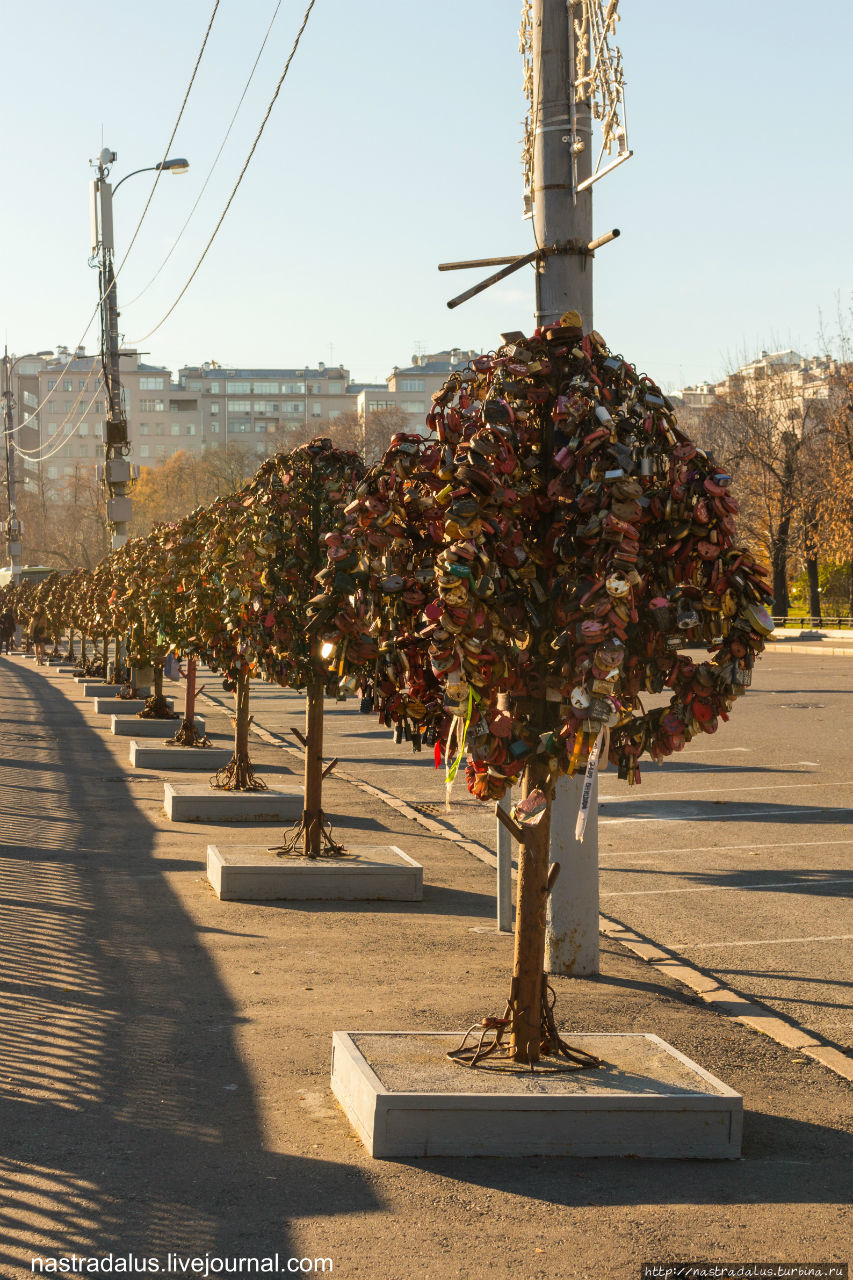Попадаются свадебные деревья: Москва, Россия
