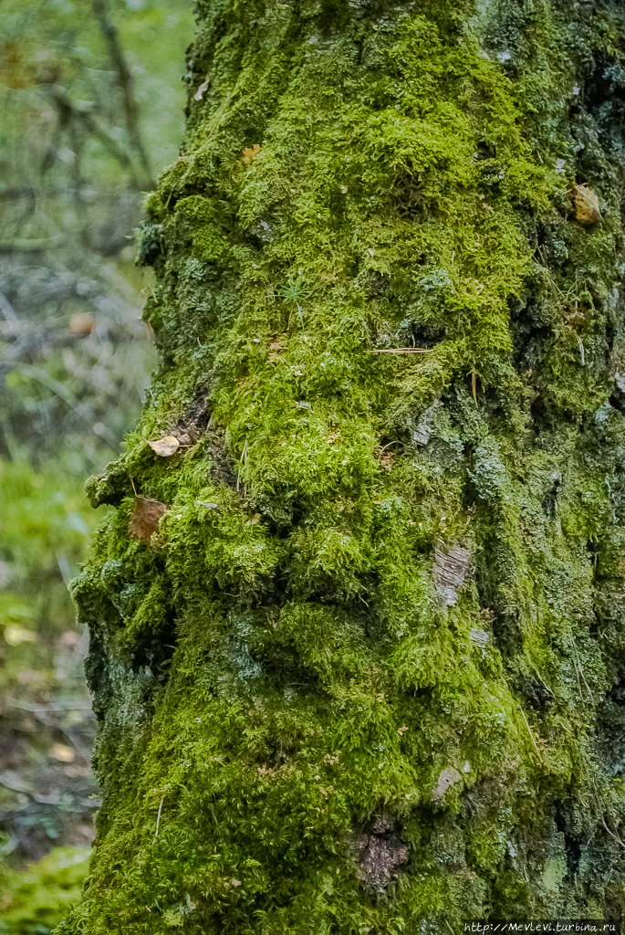 Остров Буллю Рига, Латвия