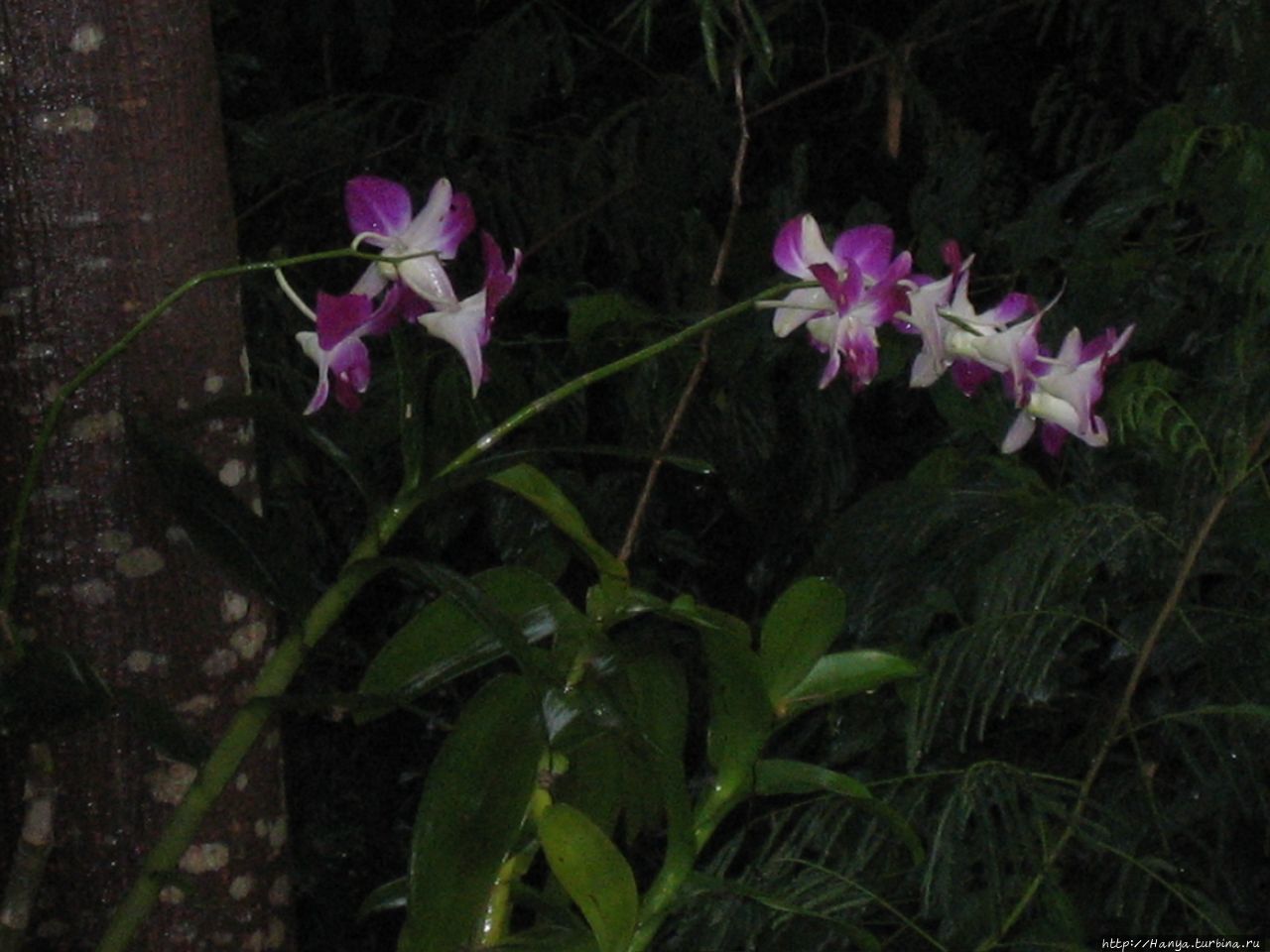 Орхидеи Луанг-Прабанг, Лаос