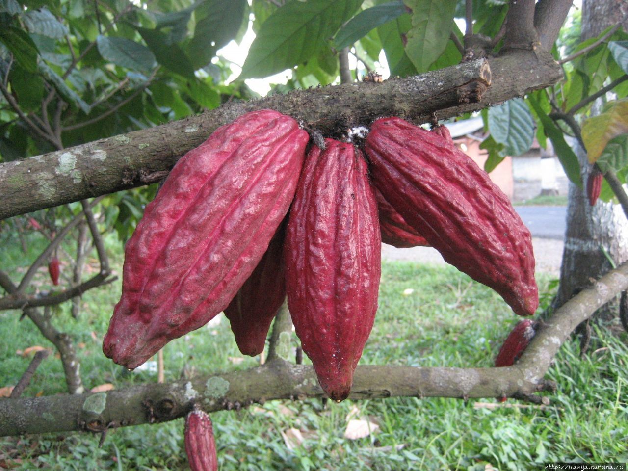Фантастические какао-деревья и вечнозеленый кустарник кофе