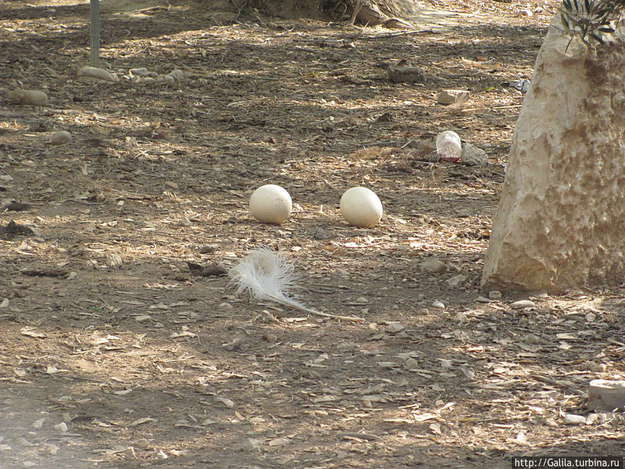 Страусиные яйца Беэр-Шева, Израиль
