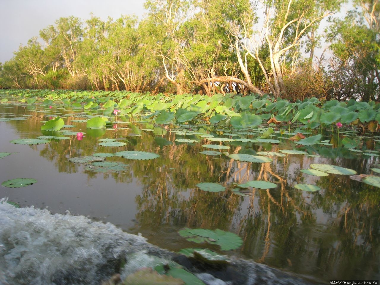 Круиз по водно-болотным угодьям реки Мэри Мэри-Ривер Национальный Парк, Австралия