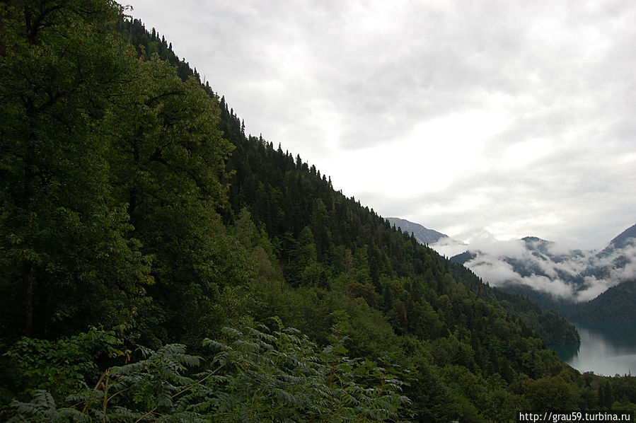 Рицинский реликтовый национальный парк / Ritsinsky relict national Park