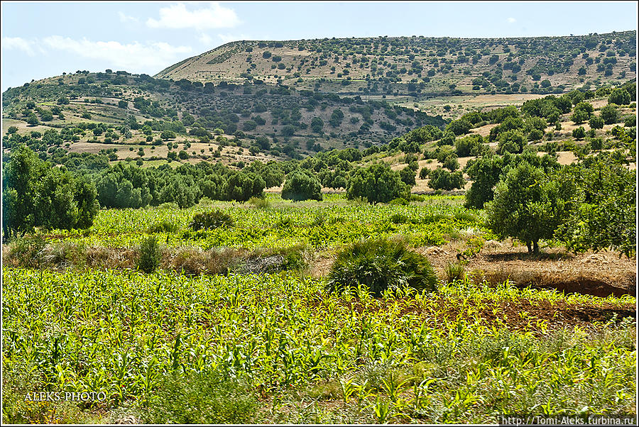 Местами попадались очень даже зеленые уголки с сочной травой...
* Сафи, Марокко
