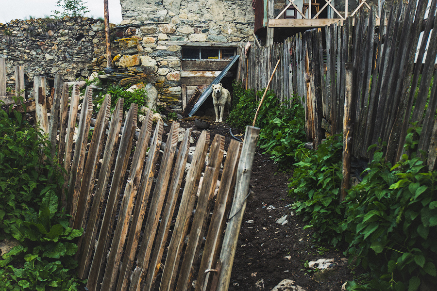 В каждом дворе по собачке:)