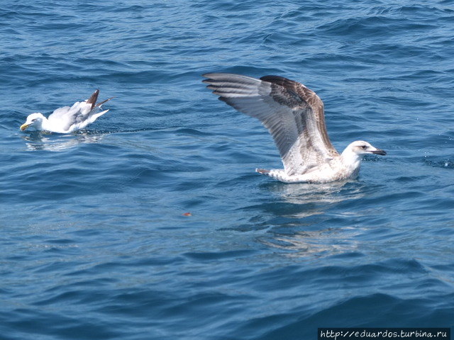 Морская рыбалка в Алуште Алушта, Россия