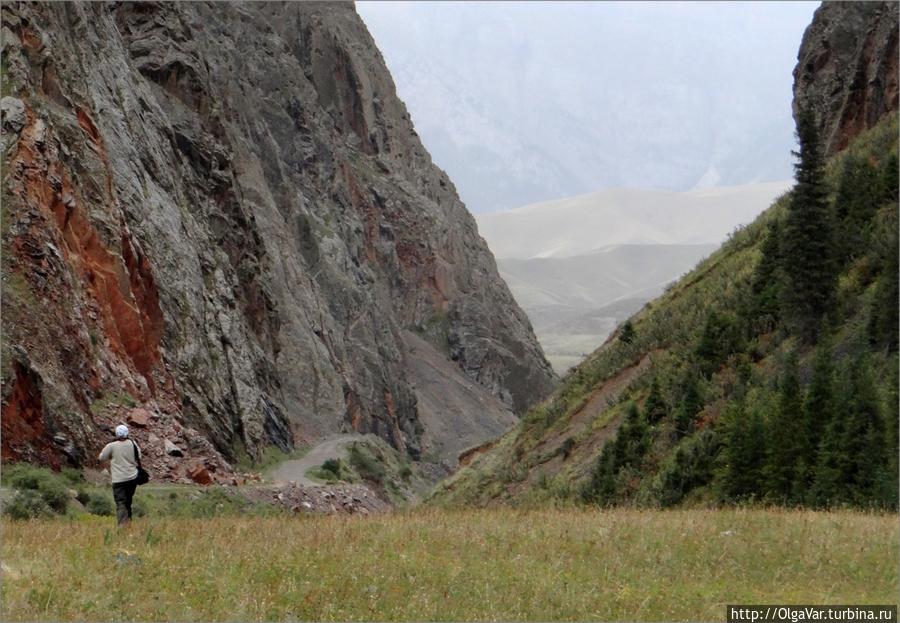 Попугаи Тянь-Шаня Нарын, Киргизия