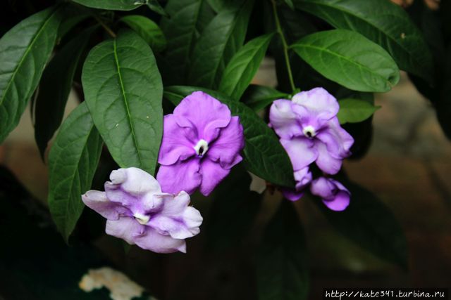 День Рождения в ботаническом саду Букараманга, Колумбия