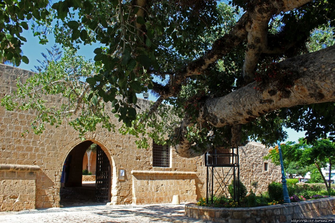 Древняя сикомора (600 лет) Айя-Напа, Кипр