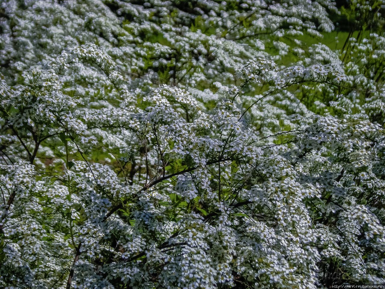 В Риге время цветения сирени Рига, Латвия