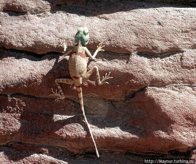 Пустыня  Вади  Рум.  Иордания.