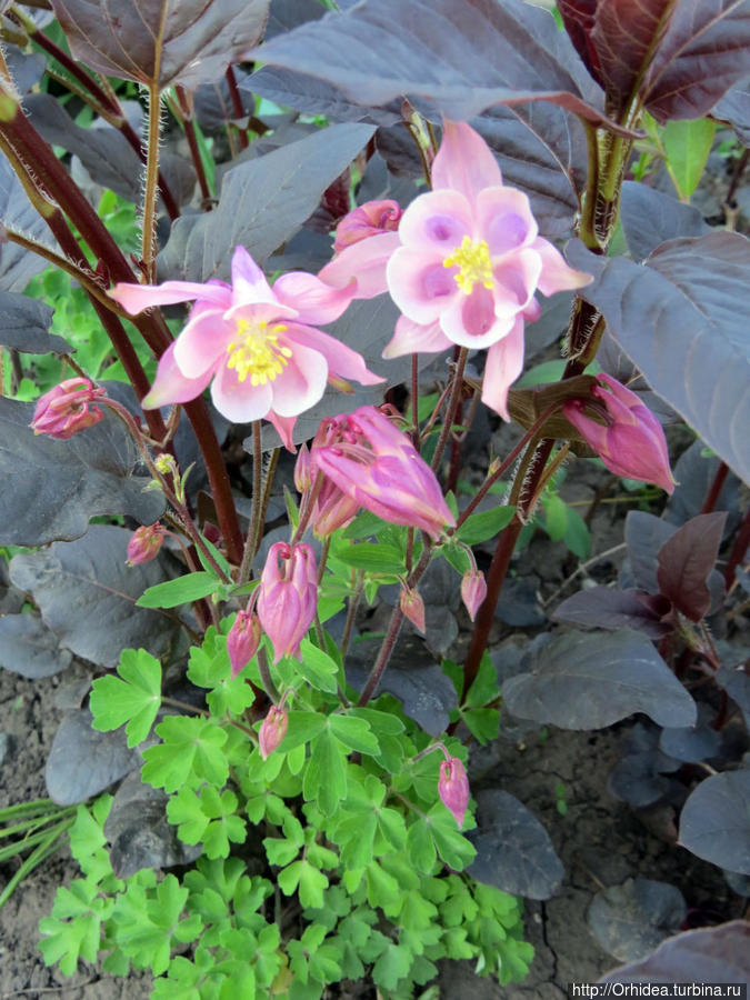 Прошла весна, приходит лето... спасибо Харьков, Украина