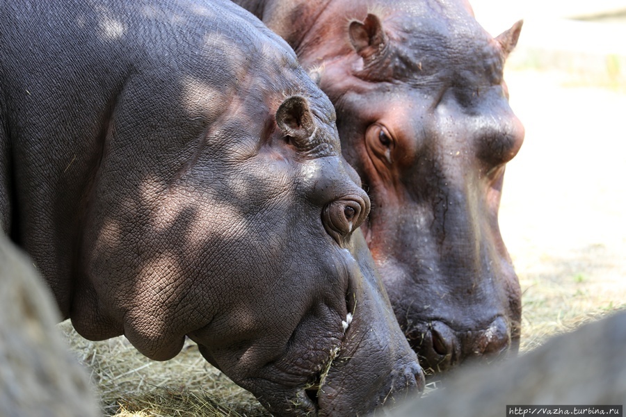 Зоопарк Шёнбрунн. Вторая часть Вена, Австрия
