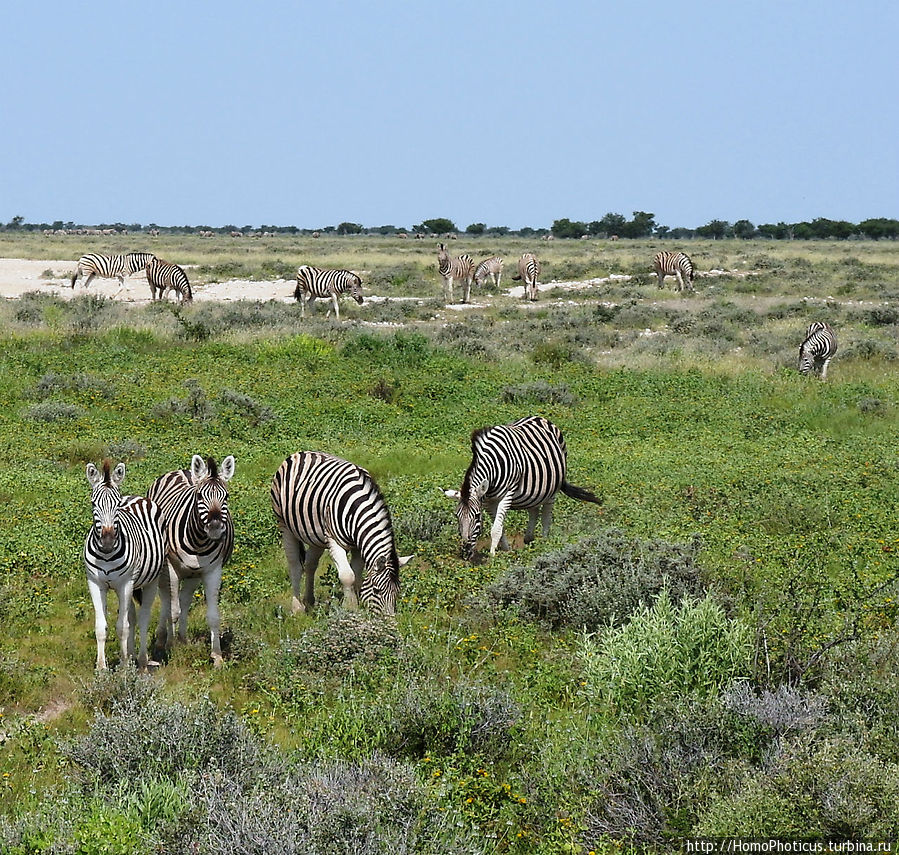 Зебры Этоша Национальный Парк, Намибия