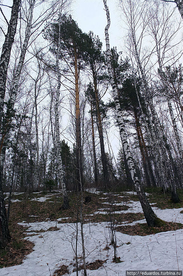 Весенний цветок, зимний грибок, последний снежок и... Красноярск, Россия