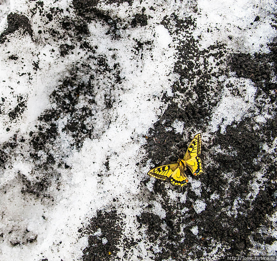 Бабочка на снегу на высоте примерно 2200 м. Как сюда долетела? Толбачинский дол (вулкан Острый Толбачик 3682м), Россия