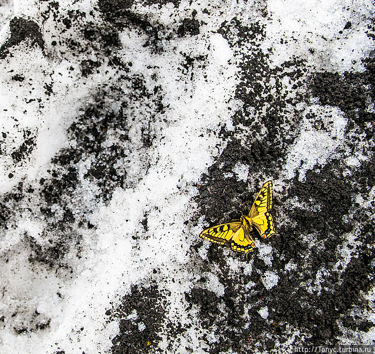 Бабочка на снегу на высот