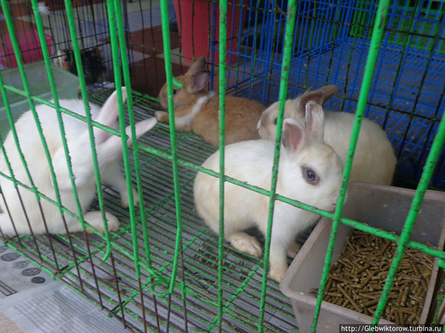 Город Накхон-Ратчасима ч.2. Накхон-Ратчасима, Таиланд