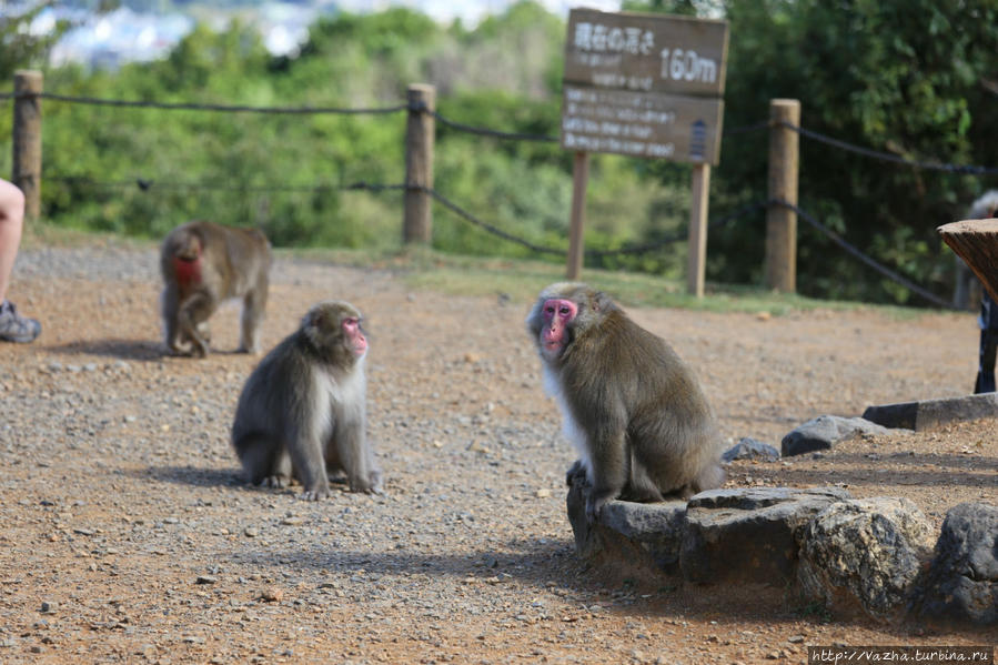 Парк обезьян Иватаяма Киото, Япония