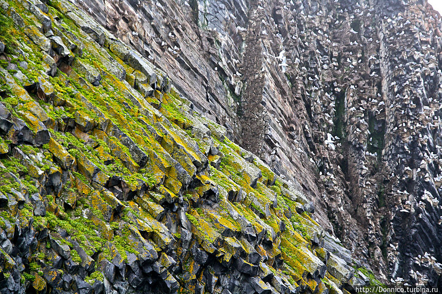 Скала Рубини: Квартиранты арктической многоэтажки Земля Франца-Иосифа архипелаг, Россия