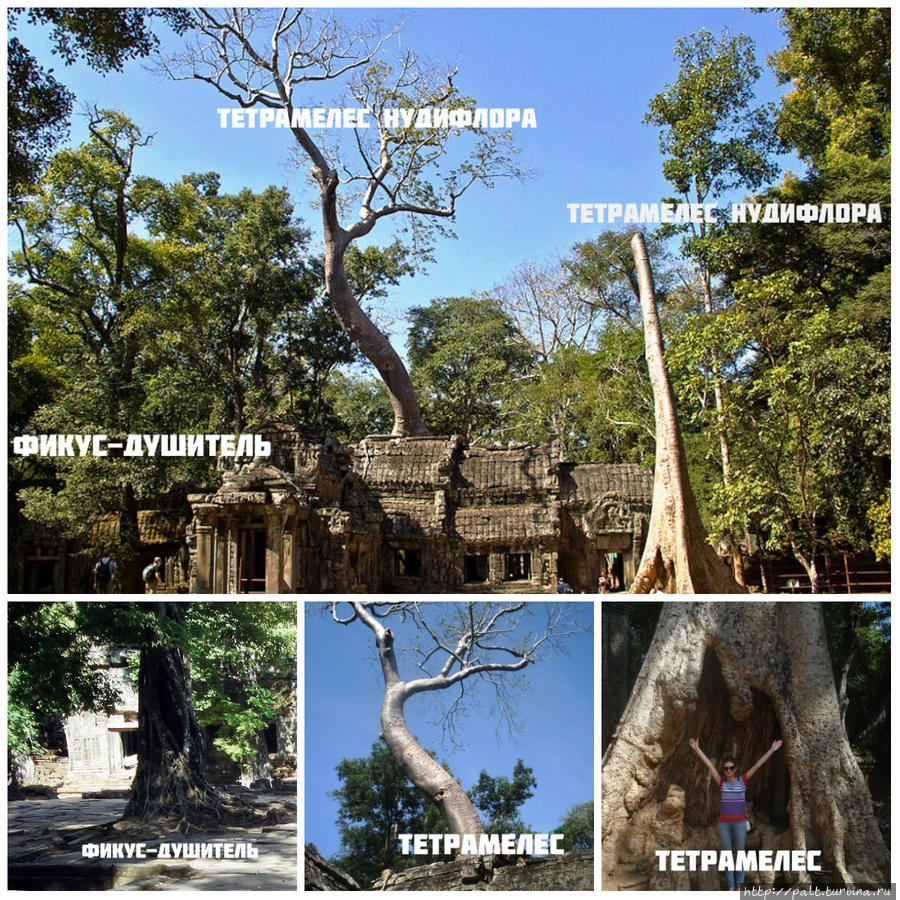 Легендарные гиганты Та-Прохма на террасе с восточной стороны четвертого ограждения храма. В коллаже большое фото из интернета. Малые поясняющие фото свои. Ангкор (столица государства кхмеров), Камбоджа