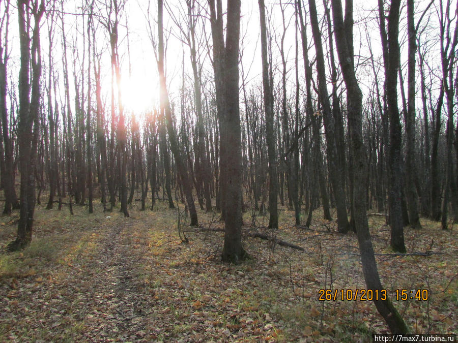 В осеннем лесу Саратов, Россия