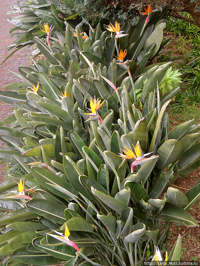 Цветочные сны... Фуншал, Португалия