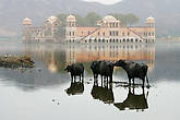 работы Андрея Саликова,
ephemeral and real.Rajasthan.Индия.India.Beautiful water reflections. Джайпур