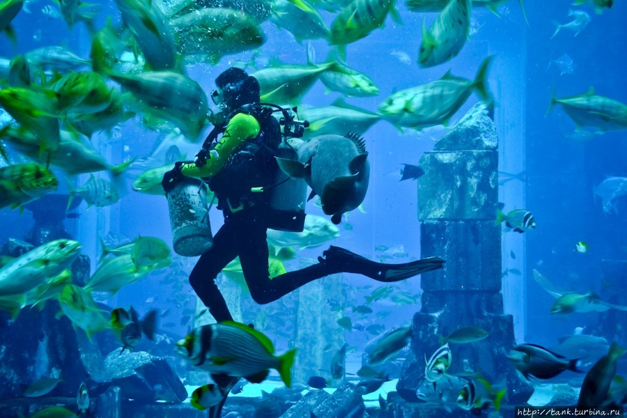 В определенные часы, в аквариуме появляются дайверы, и начинается представление по кормлению рыб. Дубай, ОАЭ
