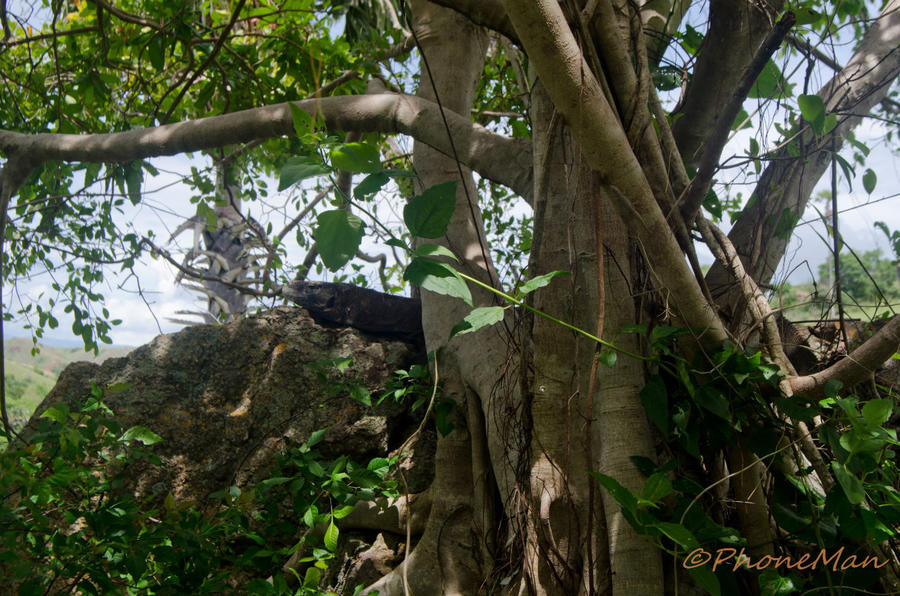 Индонезия. Остров Ринча Остров Ринка, Индонезия